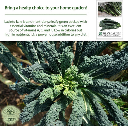 500+ Lacinato Kale Seeds (Brassica oleracea var. palmifolia) Heirloom Non-GMO Seeds by Islas Garden Seeds, Dark