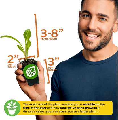 (2-Pack) Longevity Spinach Live Plant - Gynura procumbens - Wellspring Gardens Nutrient-Rich Live Vegetable Plants