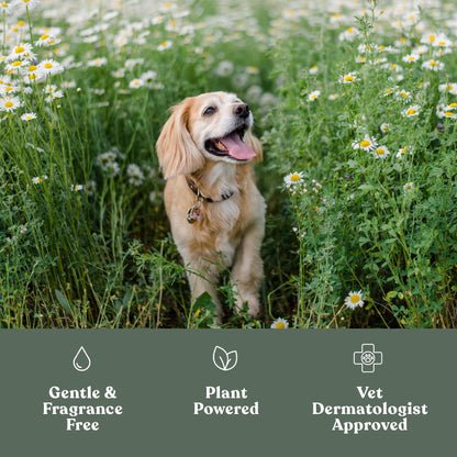 Dandylion Clean Paws | No-Rinse Dog Paw Cleaner & Puppy Paw Washer | Gentle, Fragrance-Free, pH Balanced Foaming Cleanser with Silicone Bristle Brush | Safe for All Dogs | 5 fl oz