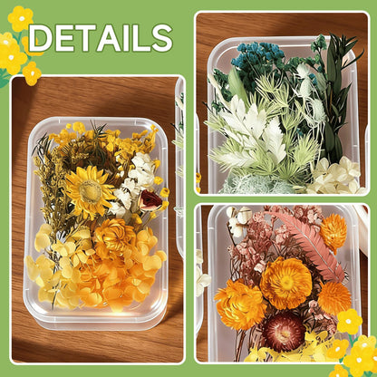 QinXunTa 2PCS Dried Flowers Kit, Natural Dried Flowers Kit for DIY Crafts, Scrapbook, Card Making (Style18_24_27)
