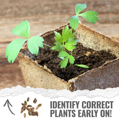 (1 Pack) Seed Needs Lovage Seeds for Planting - Non-GMO Heirloom & Untreated Herbs to Plant a Medicinal/Culinary Home