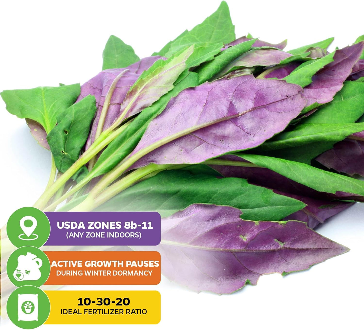 (2-Pack) Okinawa Spinach - Gynura crepioides - Wellspring Garden Starter Plant - Easy to Grow Edible Plant - Vegetable