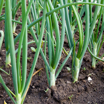 Sets 8 oz, Bulbs 60-80 Bulbs, White Ebenzer Onion Heirloom Non-GMO for Garden, Stargazer Perennials