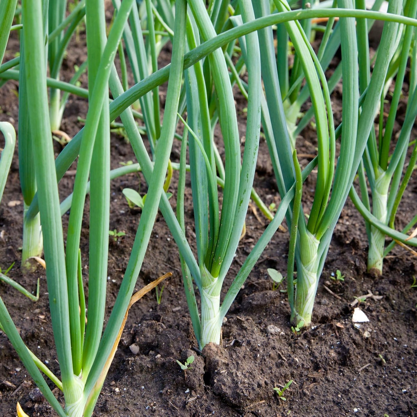 Sets, 8 oz, Bulbs, 50-60 Count Red Baron Red Onion Non-GMO Stargazer Perennials