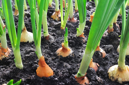 Sunutri Seeds 200+ Onion Seeds, Yellow Sweet Spanish, Heirloom, Non GMO Seeds, Allium cepa