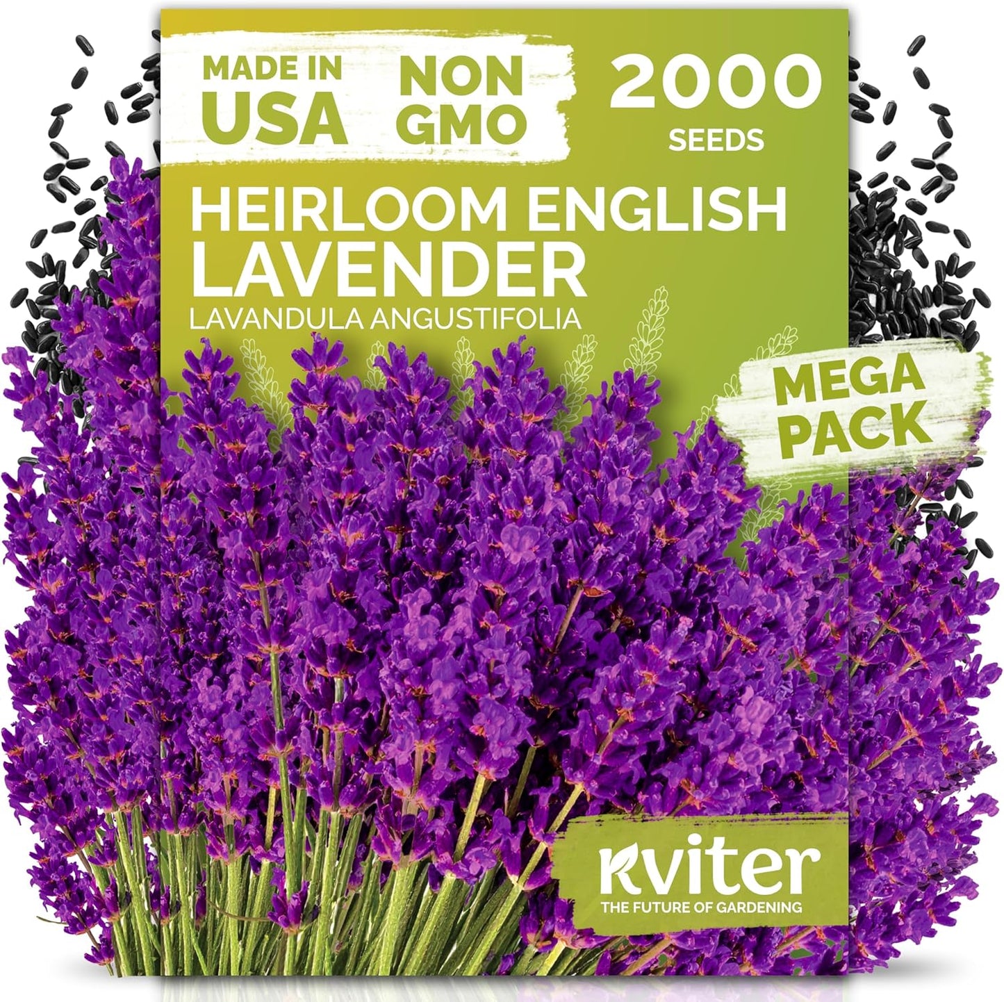 2000 KVITER English Lavender Seeds for Planting Outdoor & Indoor (Lavandula angustifolia) True Lavender Flowers