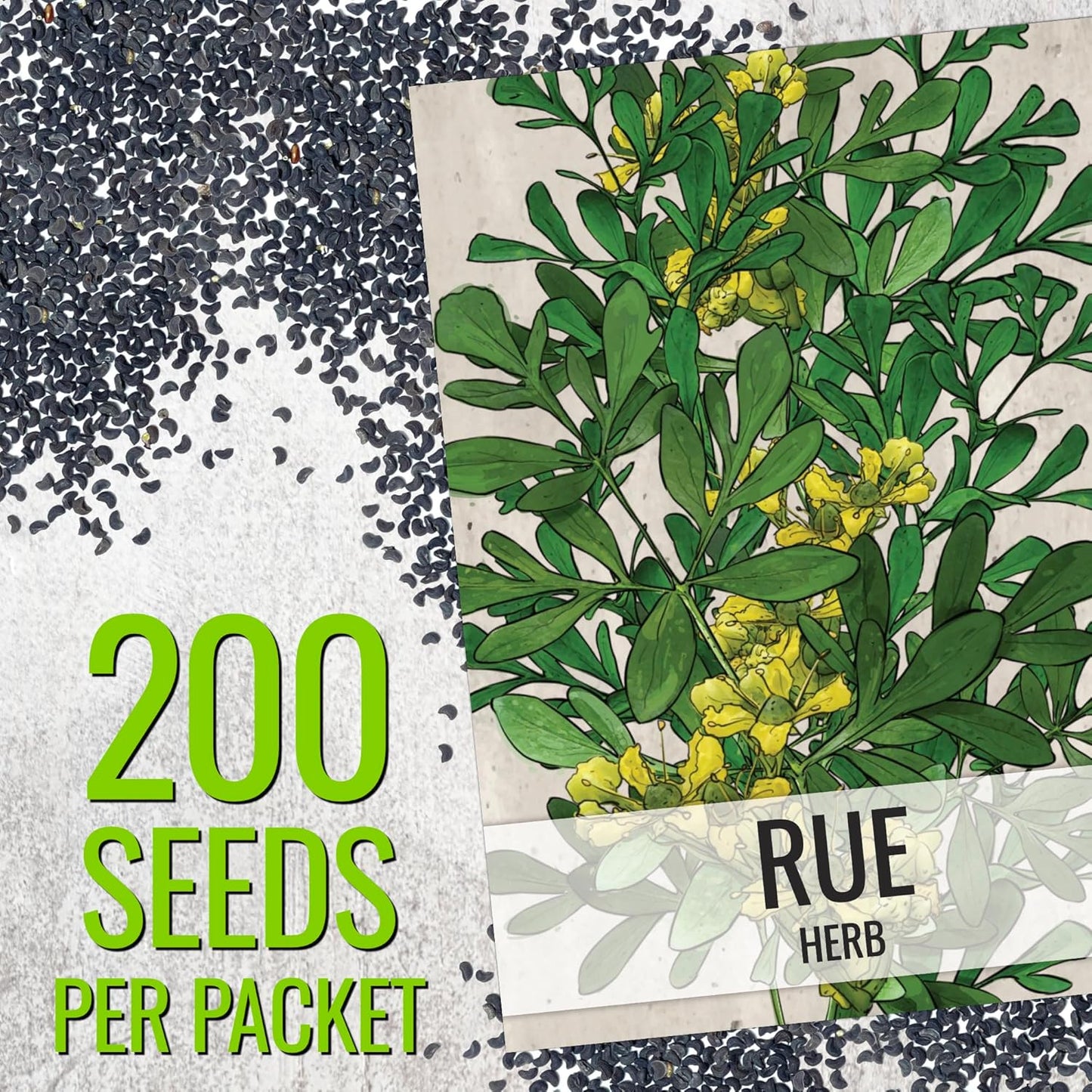 (1 Pack) Seed Needs Rue Seeds for Planting - Non-GMO Heirloom & Untreated Perennial Herb Seed to Plant a Home Grown