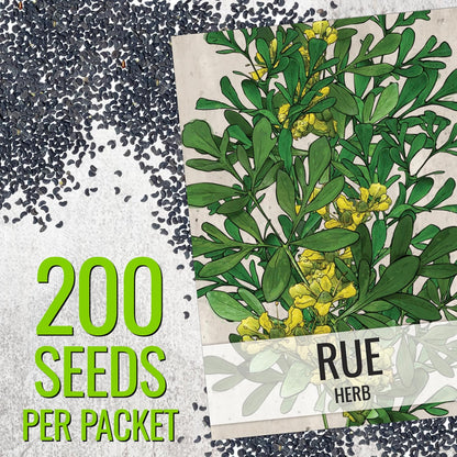 (1 Pack) Seed Needs Rue Seeds for Planting - Non-GMO Heirloom & Untreated Perennial Herb Seed to Plant a Home Grown