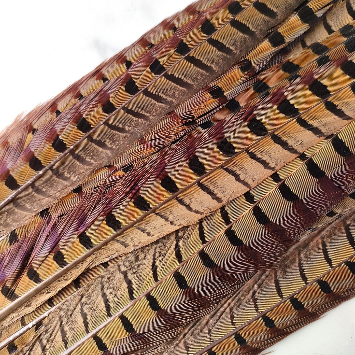 20pcs Male Pheasant Feather Natural Ringneck Tails Feathers 12-14inch 30-35cm for Crafts Home Wedding Party Performance DIY Decoration Pheasant Feather,Male Pheasant Feathers