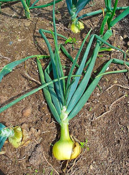 1015Y 400+ Count 1000+ 2026 TomorrowSeeds - Texas SuperSweet Onion Seeds - & Burgundy Red Onion - for Planting Official