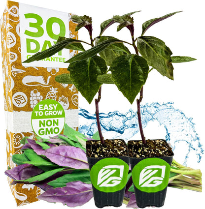 (2-Pack) Okinawa Spinach - Gynura crepioides - Wellspring Garden Starter Plant - Easy to Grow Edible Plant - Vegetable