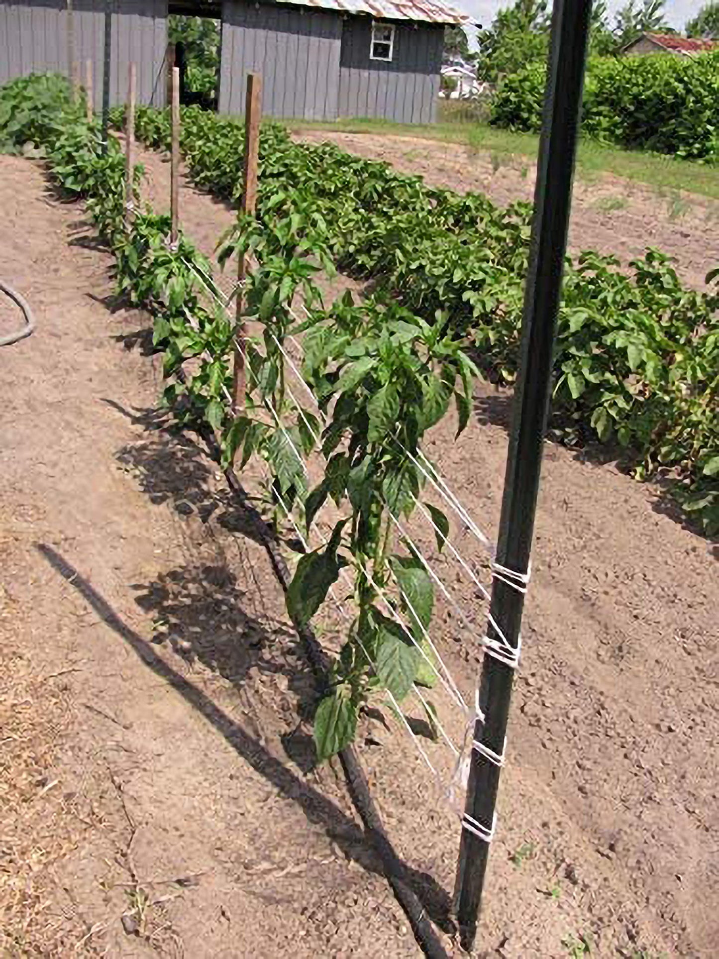IRRIGATION-MART 6300FT Tomato Tying Garden Twine
