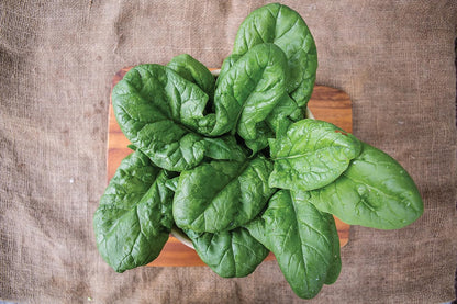 250 Burpee Persius Spinach Seeds seeds