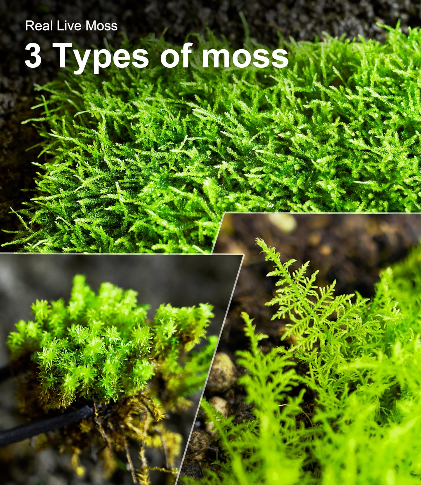 Live Moss Variety Pack for Reptiles– 3-Pack Mixed Real Terrarium Mosses (Each 3.5" x 7") – Live Sheet/Sphagnum Moss for Snake Gecko Turtle Frog Habitats, DIY Plant Décor – Fresh Reptiles Substrate