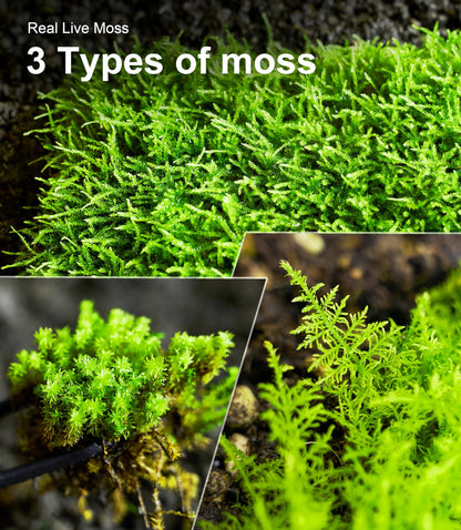 Live Moss Variety Pack for Reptiles– 3-Pack Mixed Real Terrarium Mosses (Each 3.5" x 7") – Live Sheet/Sphagnum Moss for Snake Gecko Turtle Frog Habitats, DIY Plant Décor – Fresh Reptiles Substrate