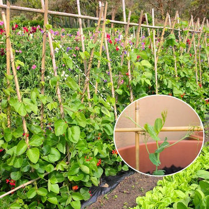 GAGINANG Bamboo Garden Stakes - 4.8FT Sturdy Natural Trellis Support for Tomatoes, Vegetables & Climbing Plants | 20 Pack