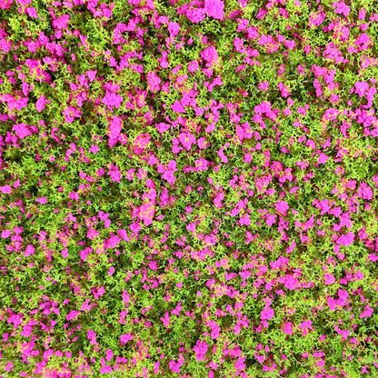 PrettyLife Miniature Flower Grass Cluster Tufts Material Colorful for DIY Mini Dollhouse Fairy Garden Tree Railway Simulated Static Scenery Micro Landscape Model (Rose)