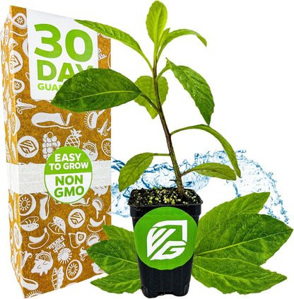 Longevity Spinach Live Plant - Gynura procumbens - Wellspring Gardens Nutrient-Rich Live Vegetable Plants - Vibrant