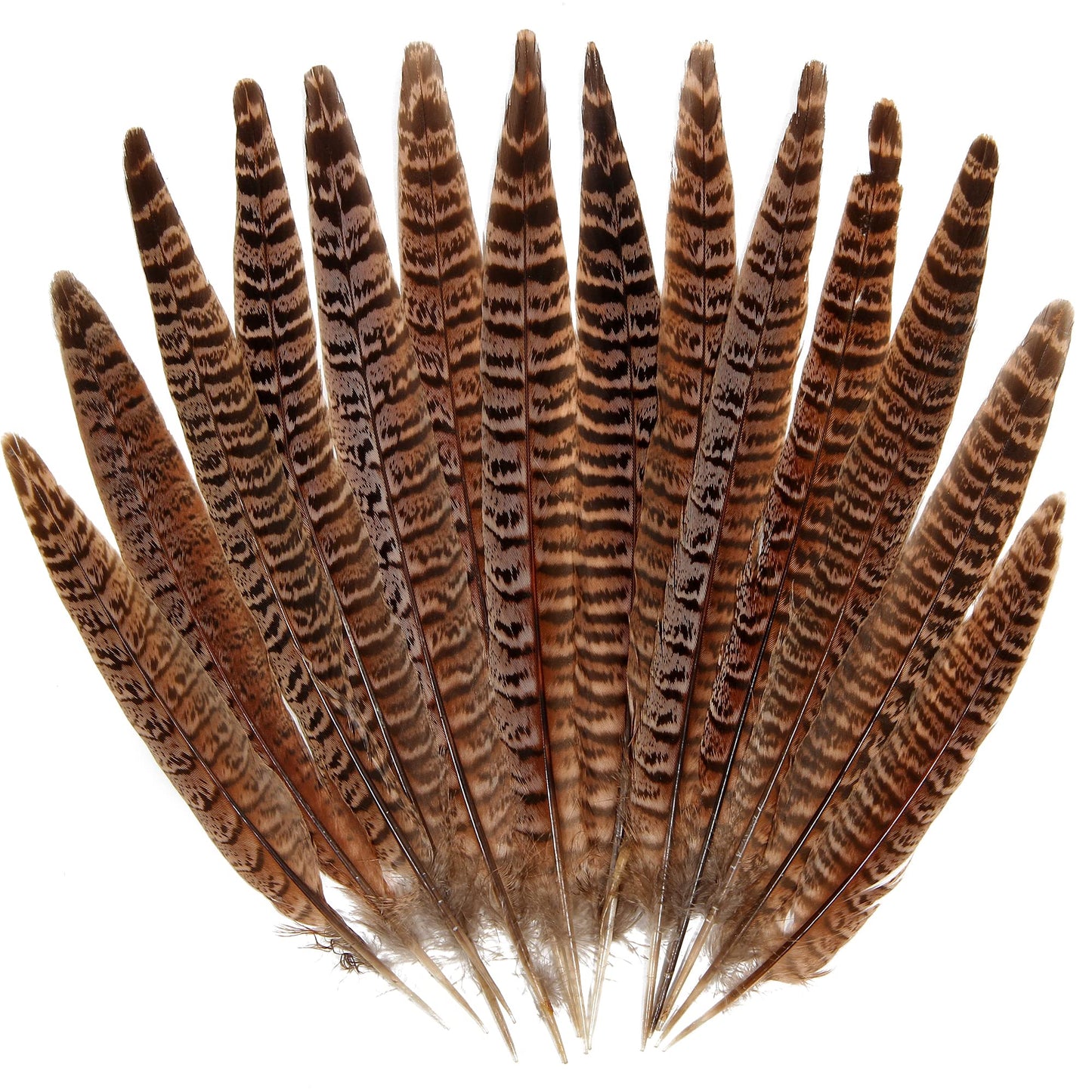 20pcs Female Pheasant Feather Natural Ringneck Tails Feathers 6-8inch 15-20cm for Crafts Home Wedding Party Performance DIY Decoration Pheasant Feather,Female Pheasant Feathers