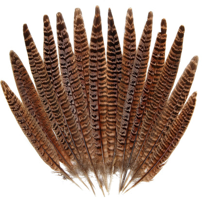 20pcs Female Pheasant Feather Natural Ringneck Tails Feathers 8-10inch 20-25cm for Crafts Home Wedding Party Performance DIY Decoration Pheasant Feather,Female Pheasant Feathers