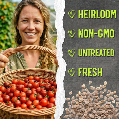 (5 Packs) Seed Needs Tiny Tim Tomato Seeds for Planting Dwarf Cherry Tomatoes - Non-GMO Heirloom & Untreated Veggie