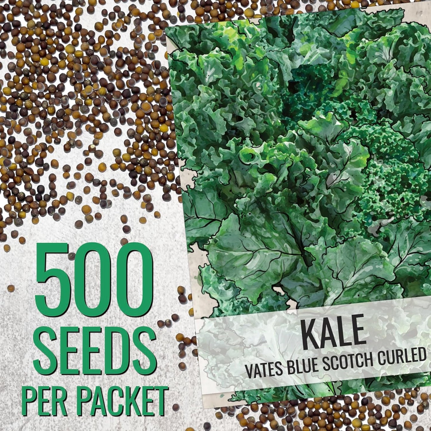 (5 Packs) Seed Needs Kale Seeds for Planting Vates Blue Scotch Curled Kale Vegetables - Non-GMO Heirloom & Untreated