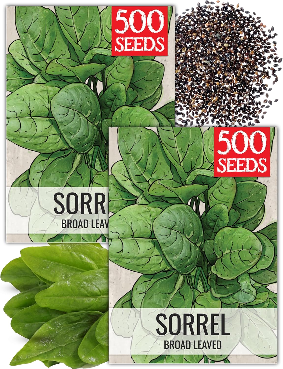 (2 Packs) Seed Needs Large Leaf Sorrel Seeds for Planting - Heirloom Non-GMO & Untreated Medicinal or Culinary Herb
