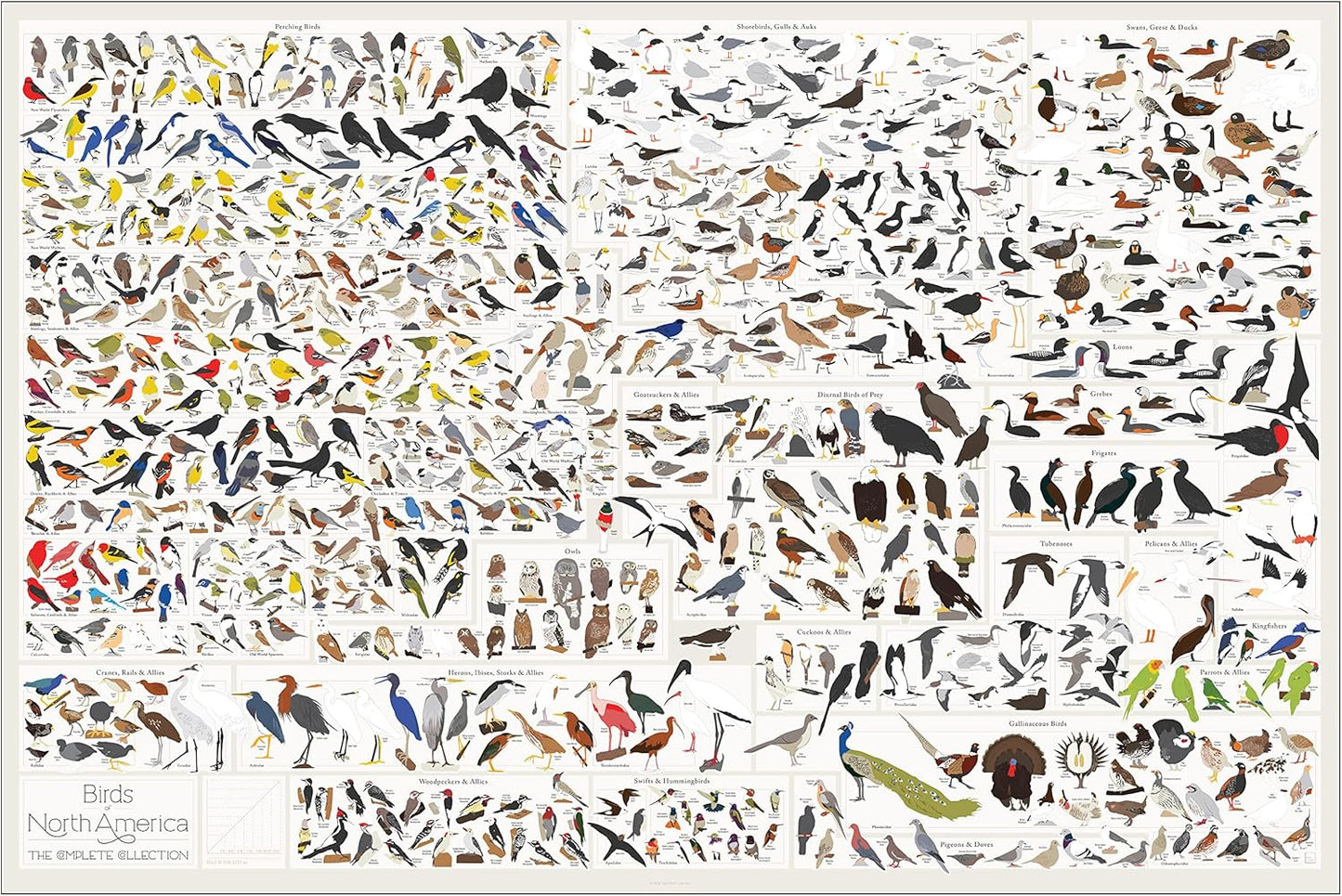 Pop Chart Birds of North America Large-Format Poster, 36" x 24", Illustrated Wall Decor for Nature Lovers