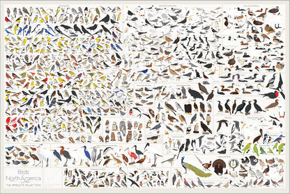 Pop Chart Birds of North America Large-Format Poster, 36" x 24", Illustrated Wall Decor for Nature Lovers