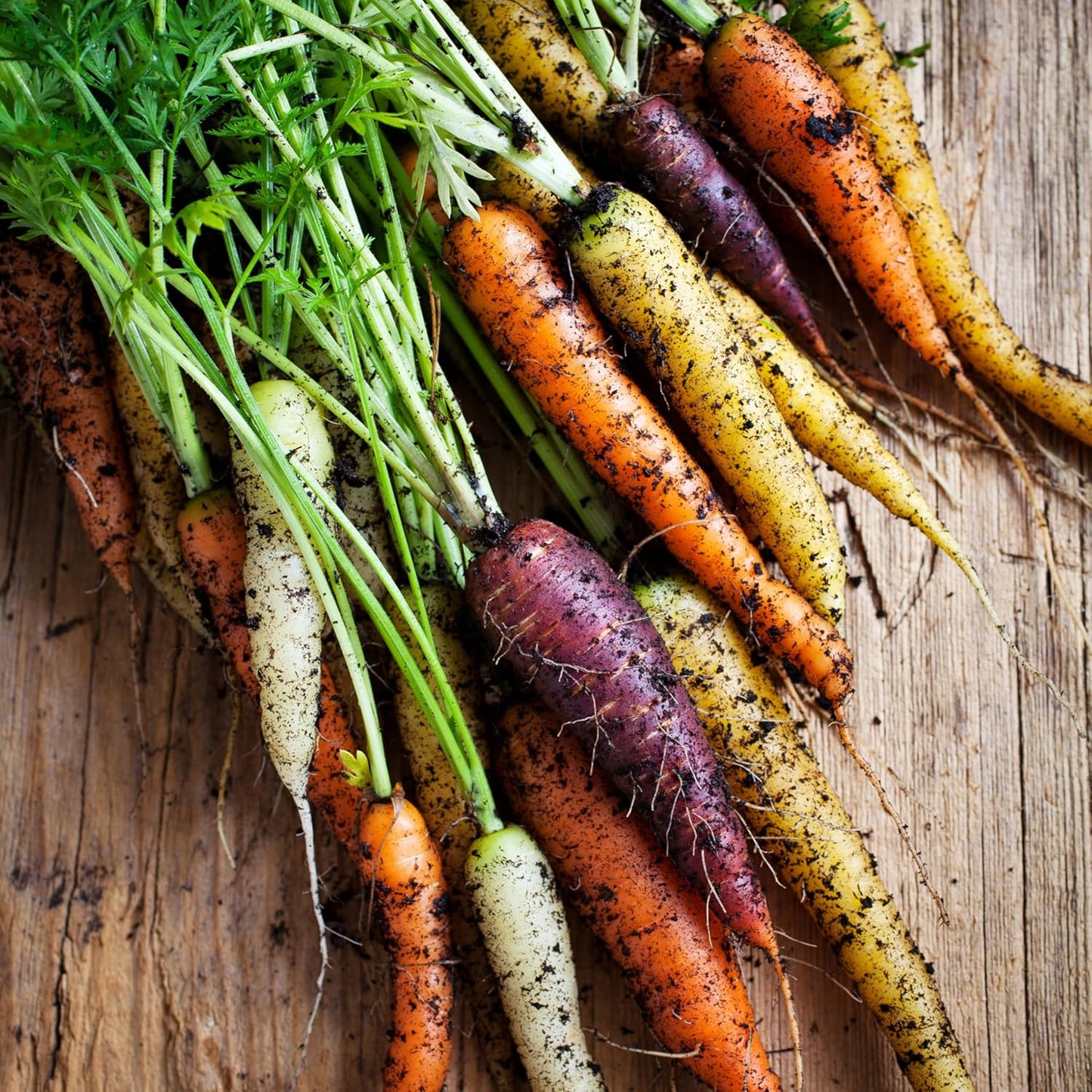 (5 Packs) Seed Needs Carrot Seeds for Planting Rainbow Carrots - Non-GMO Heirloom & Untreated Veggie Seed to Grow a