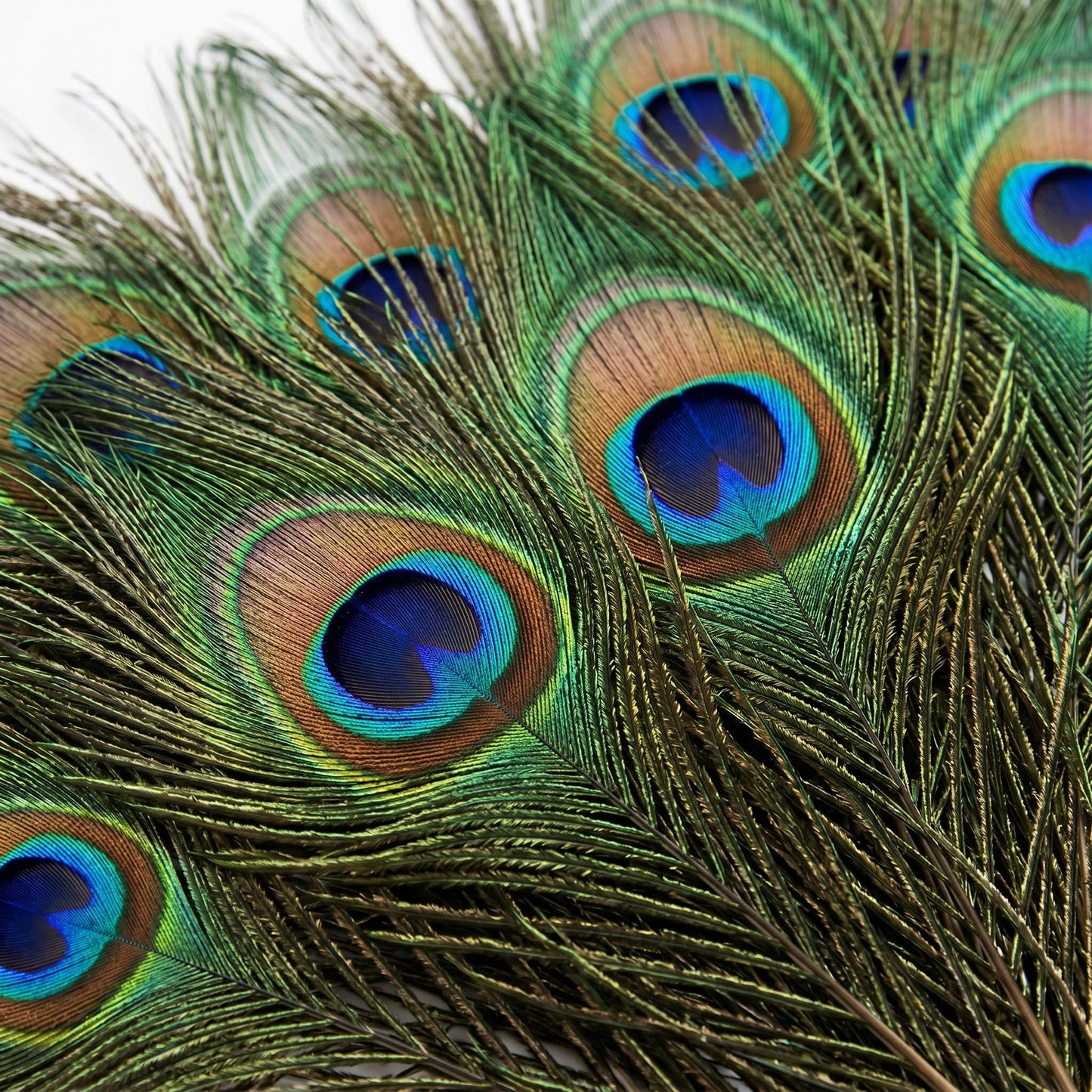 Lamar Big Eyes 40 Pcs 10-12 Inch Peacock Feathers Bulk Feathers for Vases, Home Decor, Wedding Centerpieces, Costumes, and DIY Crafts