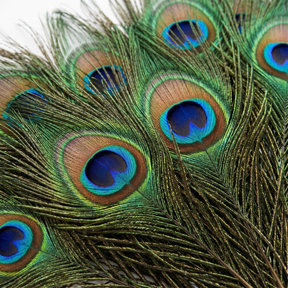 Lamar Big Eyes 40 Pcs 10-12 Inch Peacock Feathers Bulk Feathers for Vases, Home Decor, Wedding Centerpieces, Costumes, and DIY Crafts