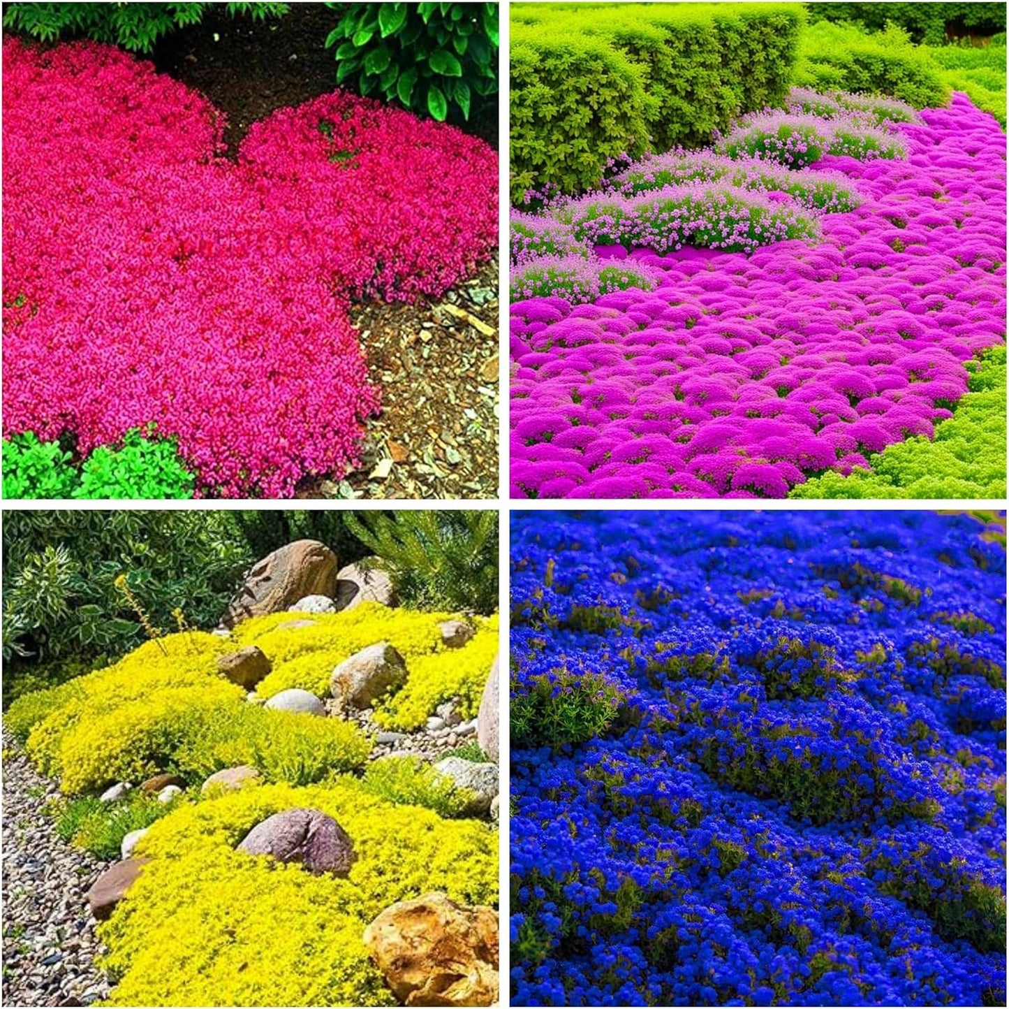 6000+ Mixed Creeping Thyme Seeds for Planting - Heirloom Flowers Perennial Thyme Non-GMO Thymus Serpyllum Seed Ground
