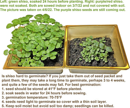 HipGirl 2026 Bird-200 #1,Purple/Red-1g) Early Perilla Seeds for Planting/Shiso Seeds for Planting.Heirloom Non GMO Seed