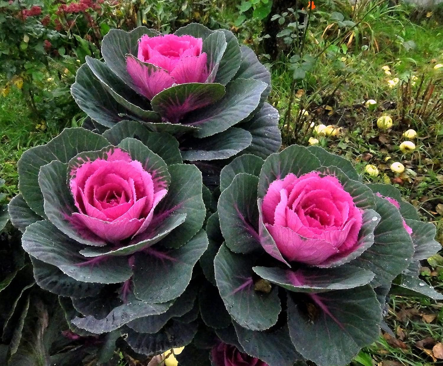 KIRA SEEDS Seeds Flowering Kale Large Leaf Mix - Heirloom Vegetable - GMO Free