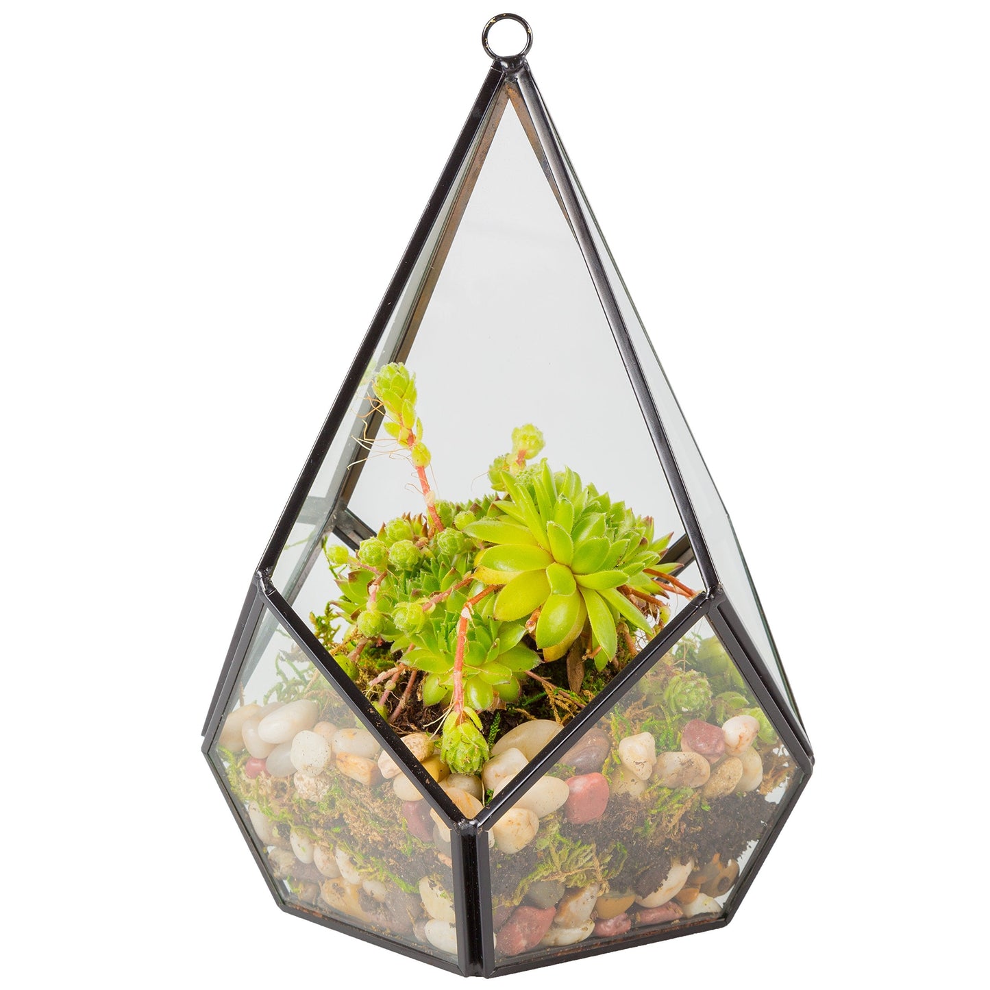 D'Eco Glass Teardrop Centerpiece (6x6x7)- Tabletop or Hanging Planter Terrarium- Spring Home & Wedding Decor- Fill with Succulents, Cacti, Air Plants, Moss, Flowers for Plant Lovers