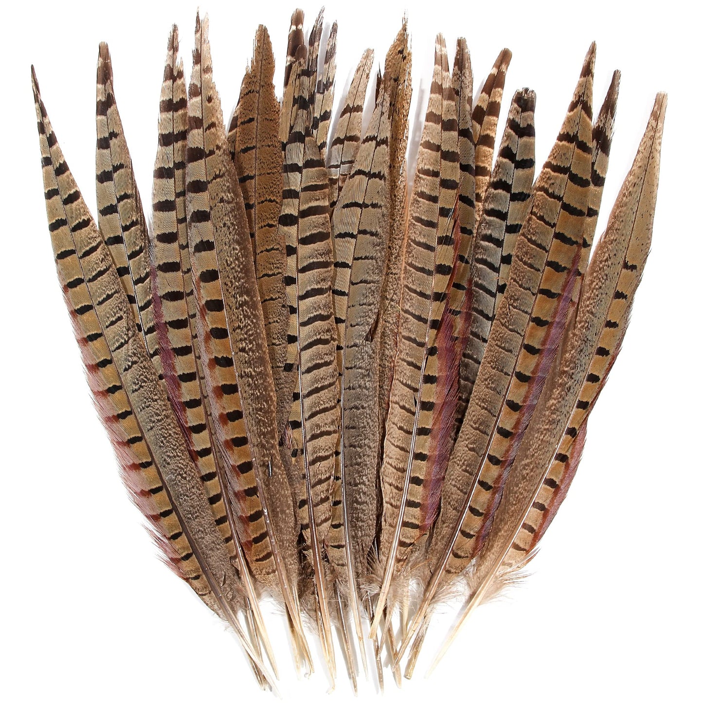 20pcs Male Pheasant Feather Natural Ringneck Tails Feathers 12-14inch 30-35cm for Crafts Home Wedding Party Performance DIY Decoration Pheasant Feather,Male Pheasant Feathers