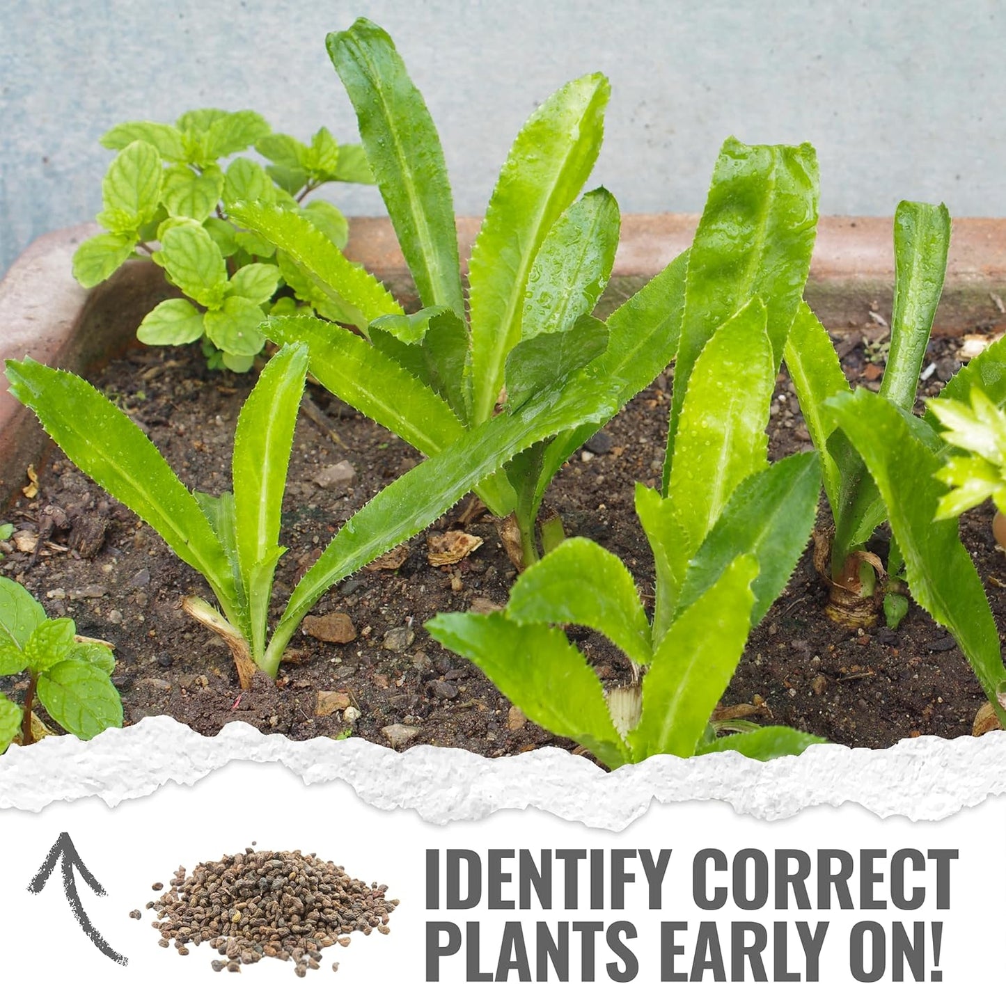 (1 Pack) Seed Needs Culantro Seeds for Planting Mexican Coriander - Non-GMO Heirloom & Untreated Culinary/Medicinal