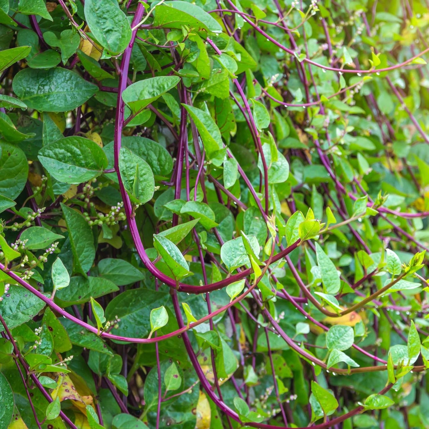 900+ Count 2026 Alba TomorrowSeeds - Red Stem Malabar Spinach Seeds - - for Planting Basella Rubra Ceylon Green