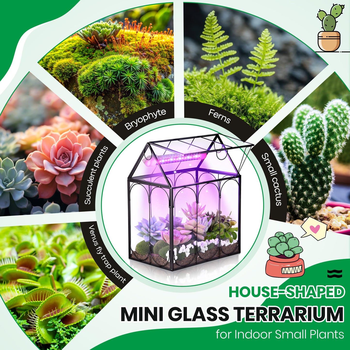 Meonum Tiny Glass Terrarium Kit with Grow Light, Venus Fly Trap Terrarium with Absorbent Mat, Timer&3 Light Modes for Succulent Live Air Plants Indoor Home Office Decor (7.1"x 4.7"x 8.7",USB Powered)