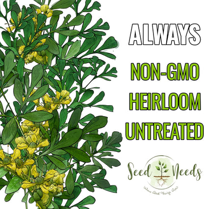 (1 Pack) Seed Needs Rue Seeds for Planting - Non-GMO Heirloom & Untreated Perennial Herb Seed to Plant a Home Grown