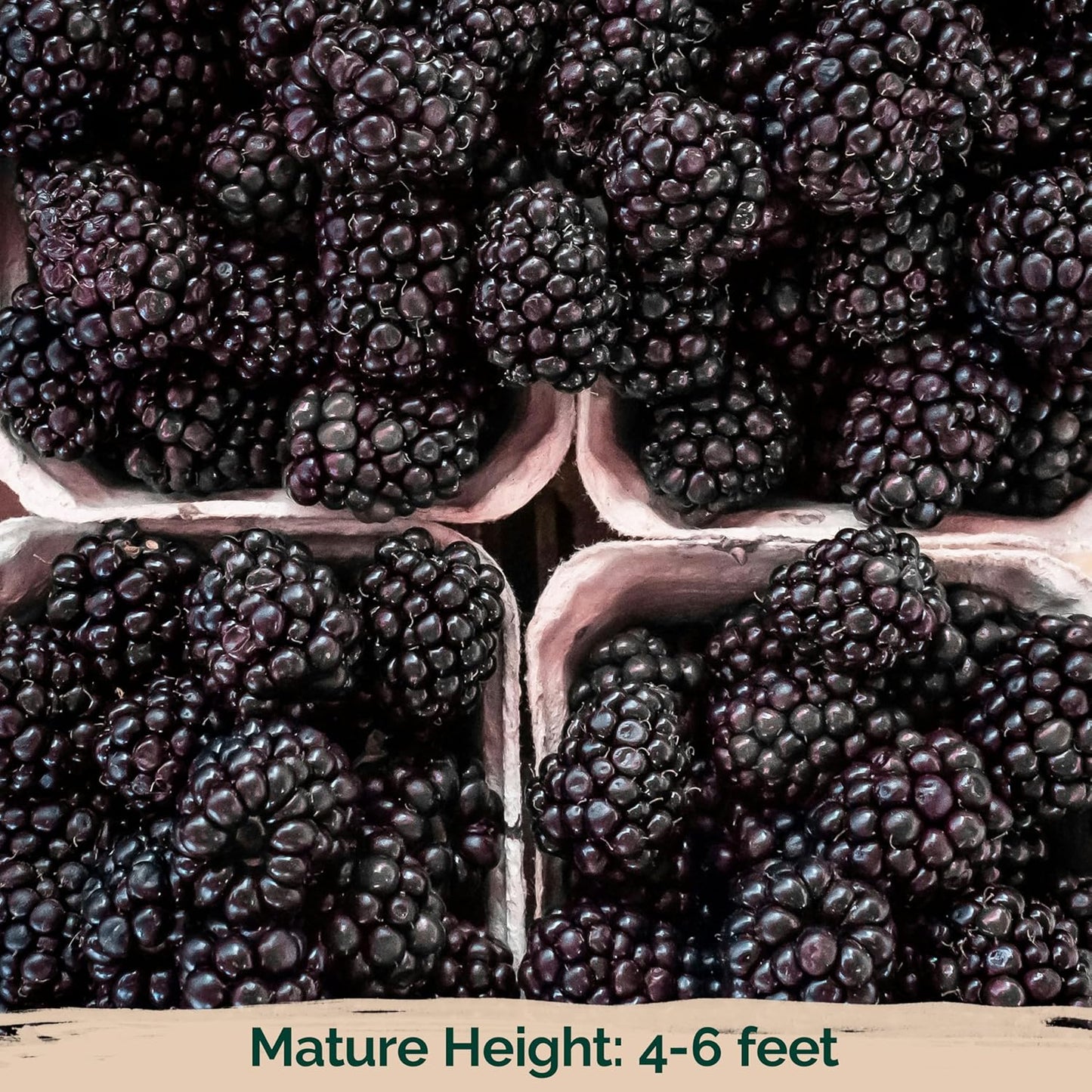 50 KVITER Black Raspberry Seeds (Rubus Occidentalis) Organic Raspberries Heirloom Seeds, Non GMO Blackcap Berries