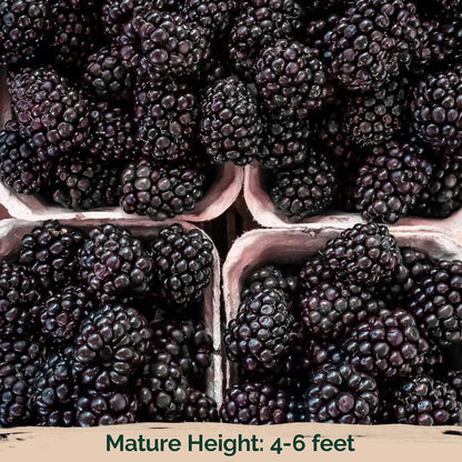 50 KVITER Black Raspberry Seeds (Rubus Occidentalis) Organic Raspberries Heirloom Seeds, Non GMO Blackcap Berries