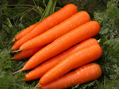 NIKA SEEDS 1000 Seeds Vegetable Carrot Red Giant - Seeds