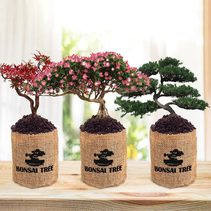 5 Indoor Bonsai Garden Starter Kit, Seeds Growing into Red Maple, Wisteria, Black Pine, Judas Tree, Acacia, Including