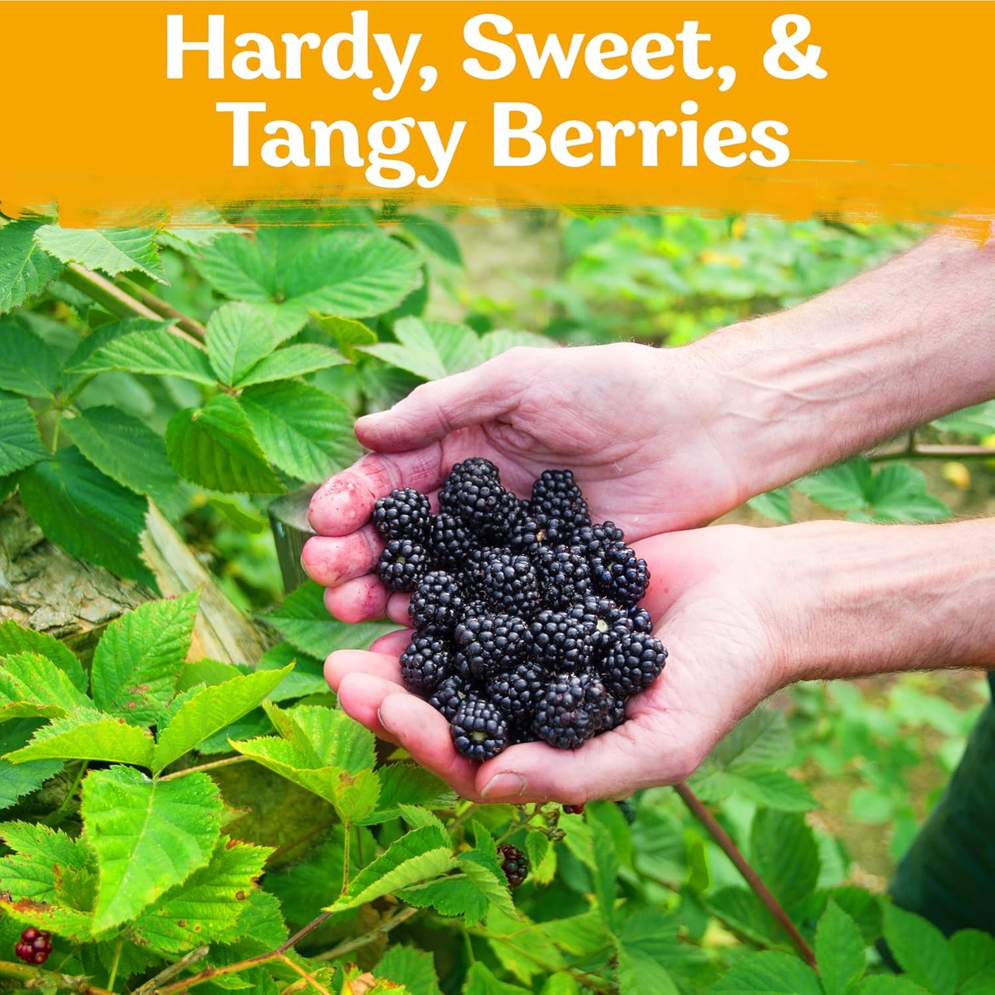 50 KVITER Black Raspberry Seeds (Rubus Occidentalis) Organic Raspberries Heirloom Seeds, Non GMO Blackcap Berries