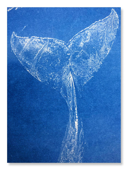 UrekaGo Cyanotype Paper Refill Kit - 20 Pre-Coated 8" X 10" Sheets