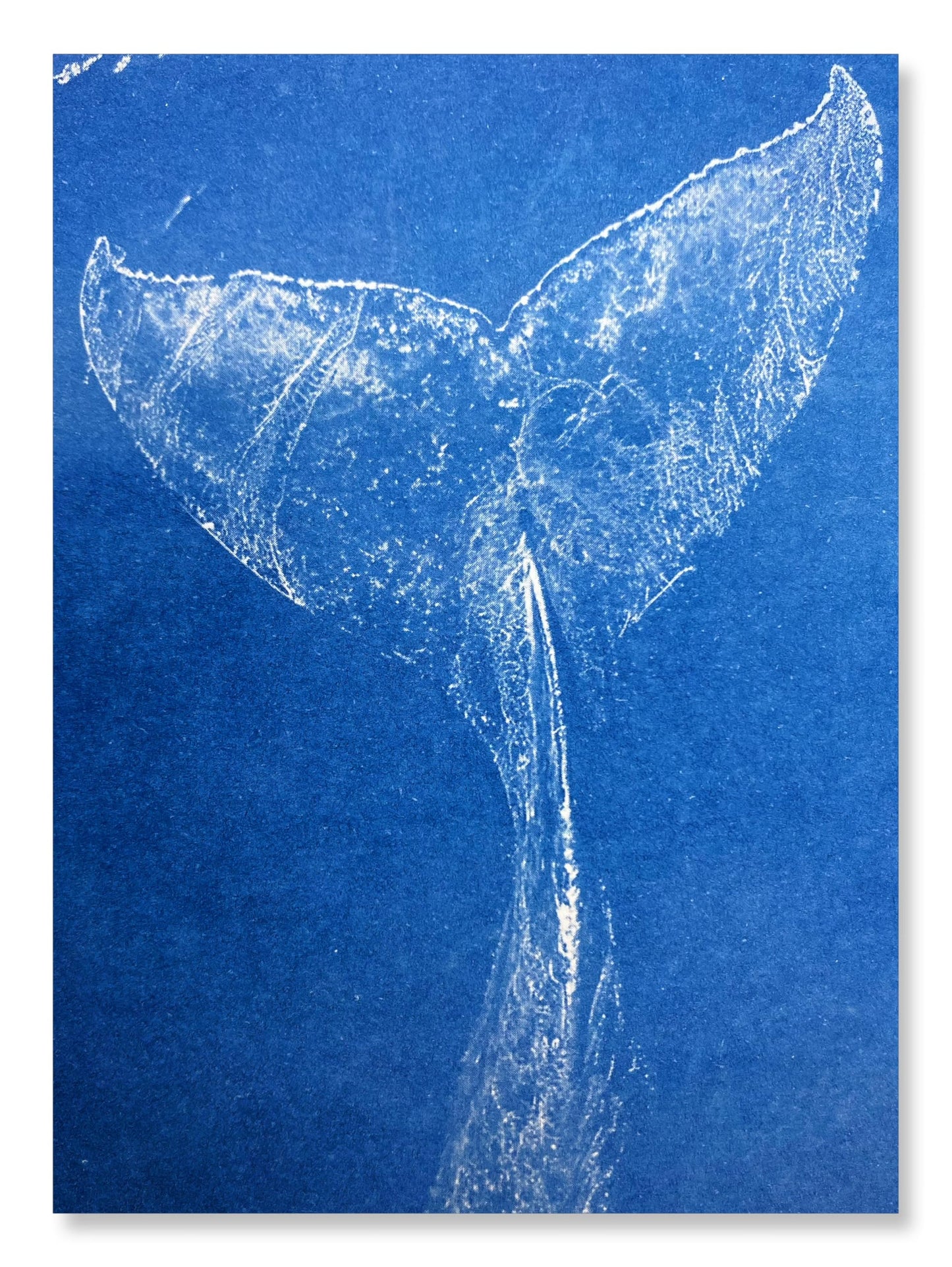 UrekaGo Cyanotype Paper Kit (8" X 10") | 10 Pre-Coated Sheets, 40 Floral Stickers, UV Index Card, Hard Clear Case, Glove, Cartoon Tutorial, Reusable Cardboard Envelope