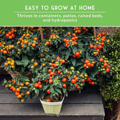 5 Pack Cherry Tomato Seeds for Planting Variety with Tiny Tim, Black Cherry, Yellow Pear, Large Red & Orange | Heirloom