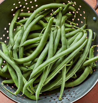 274 2 Burpee Blue Lake Bush Bean Seeds ounces of seed